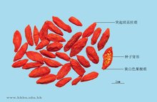 小吃培訓(xùn)：學(xué)校食物檔案系列之枸杞子