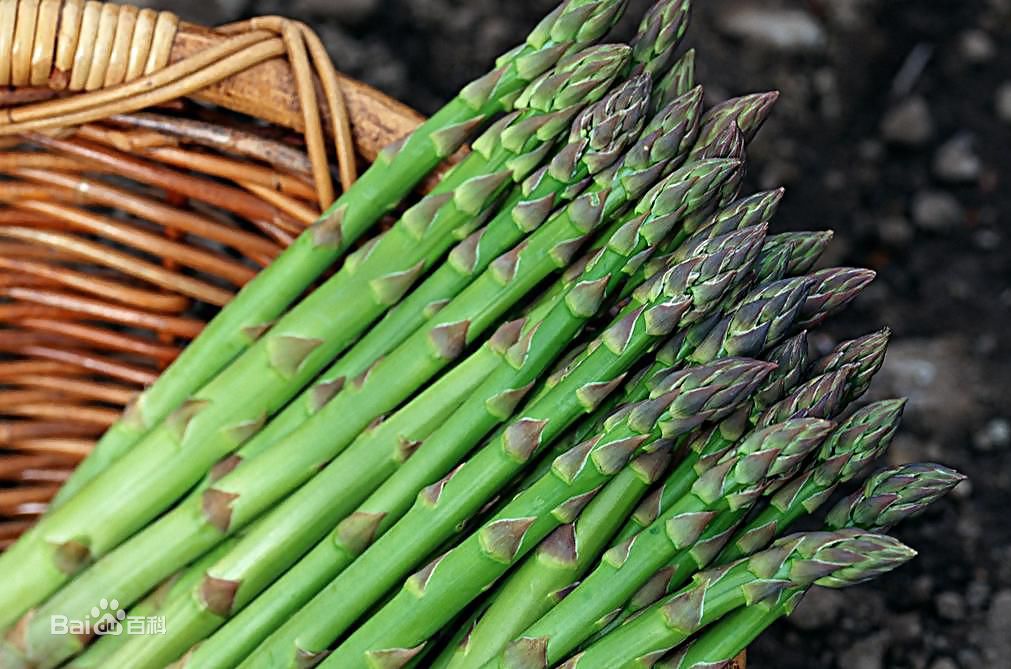 小吃培訓(xùn)：學(xué)校食物檔案系列之蘆筍