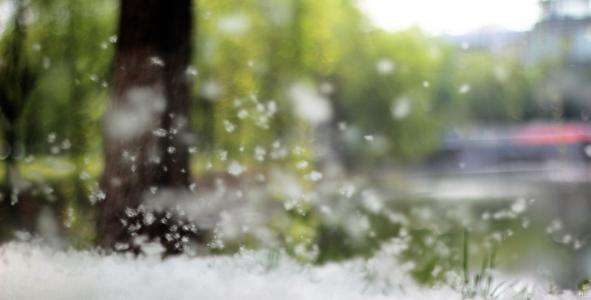 中西式面點中專班：飛絮時期，春敏高發(fā) 小心“吃不對”給皮膚雪