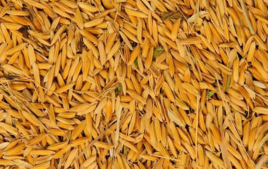 小吃培訓(xùn)：正月初八